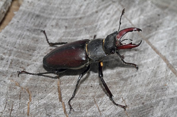 Stag beetle