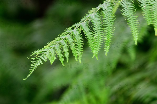 Male fern