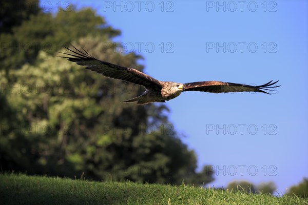 Red Kite