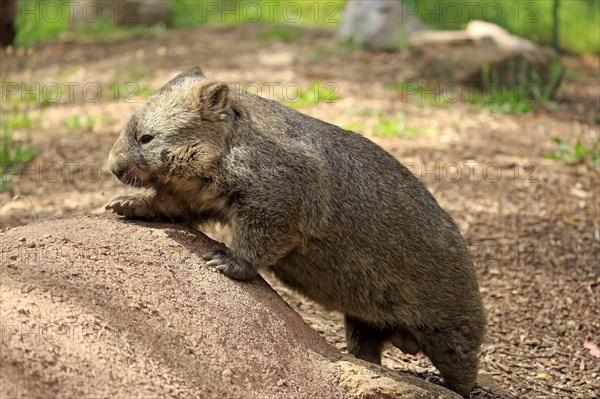 Common common wombat