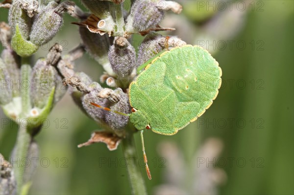 Green stink bug