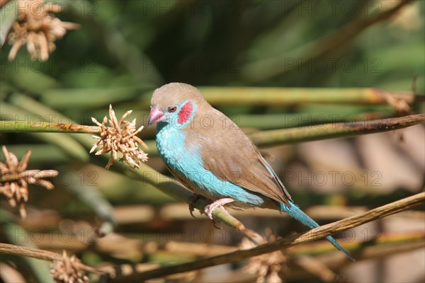 Butterfly Finch