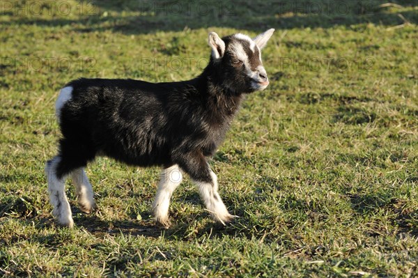 Thuringian Forest Goat