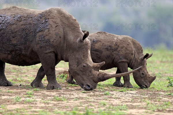 White rhinoceroses