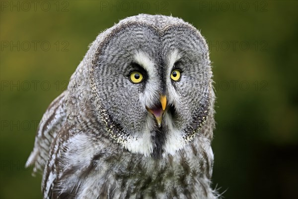 Great Grey Owl