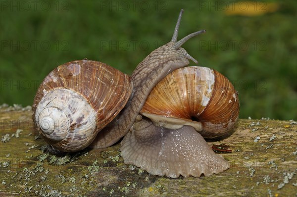 Roman snail