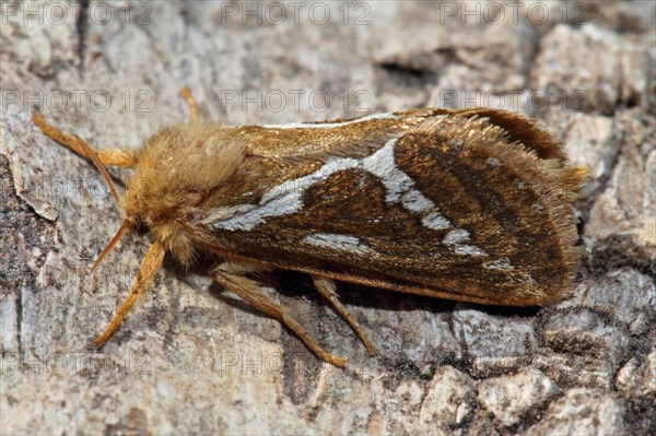 Hop root moth