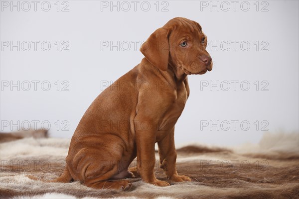 Shorthaired Hungarian Pointing Dog