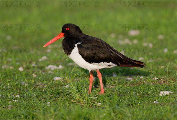 Pied Oystercatcher