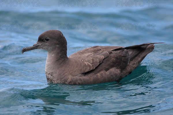 Sooty shearwater