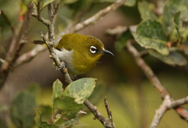 Ceylon White-eye