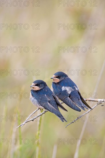 Barn Swallow