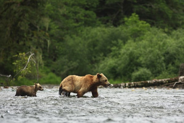 Grizzly bear