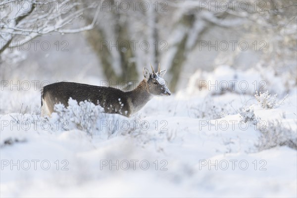 Fallow Deer