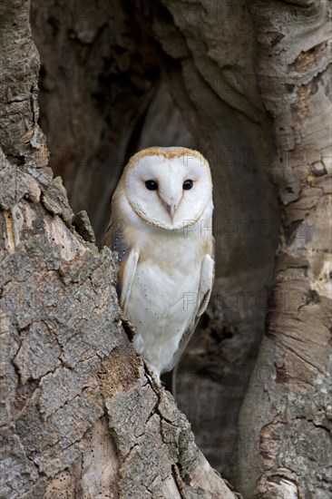 Barn Owl