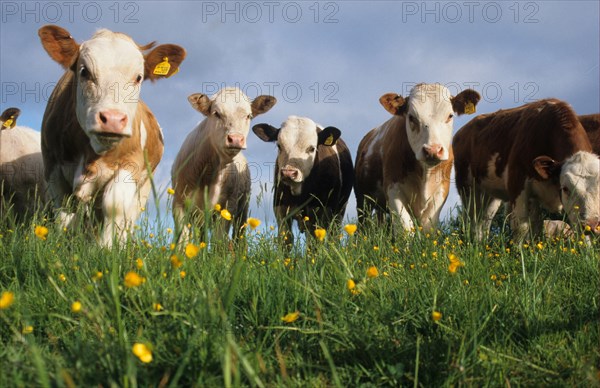 Domestic cattle