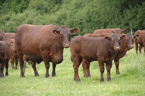 Domestic Cattle