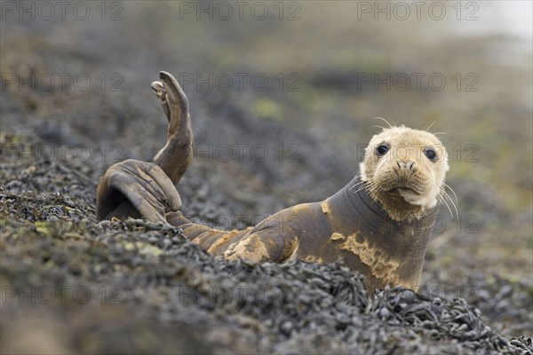 Grey Seal