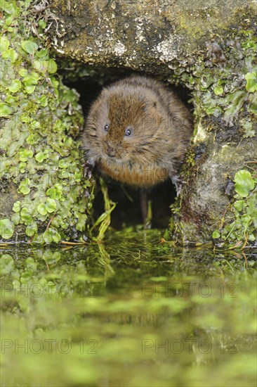 Eastern vole