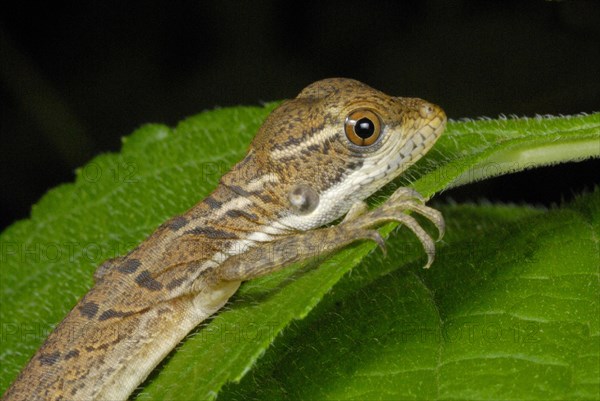 Common Basilisk