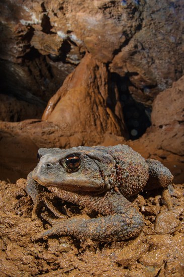 Common Toad