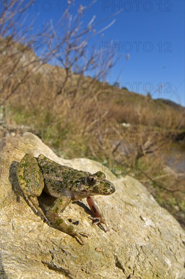 Common parsley frog