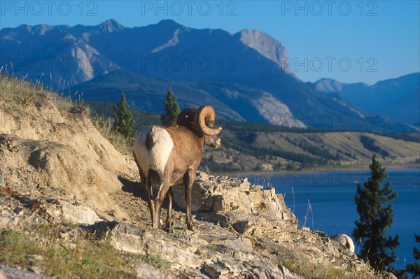 Bighorn sheep