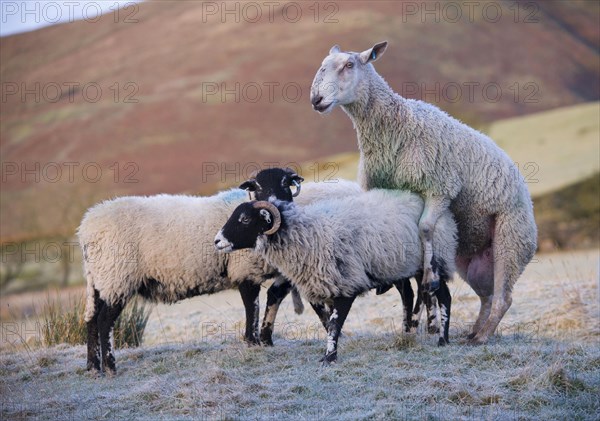 Domestic Sheep