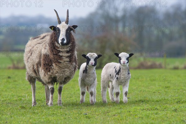 Domestic sheep