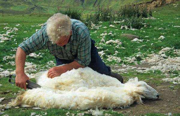 Sheep farm