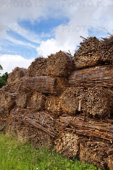 Biomass harvest