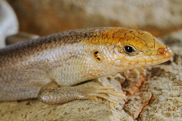 Socotra Skink