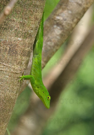 Jamaican Giant Anole