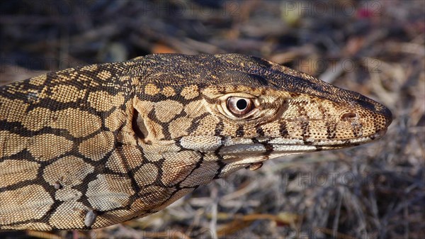 Perentie