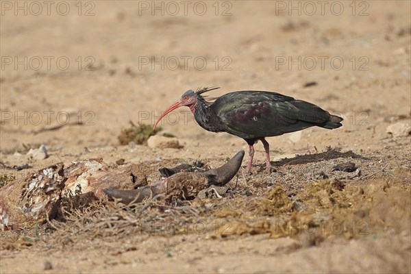 Northern Bald Ibis