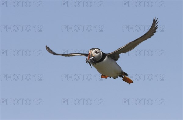 Atlantic Puffin