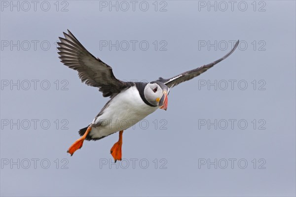 Puffin