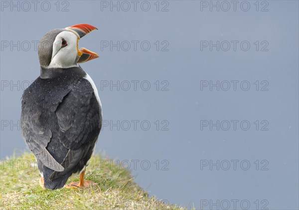 Atlantic Puffin