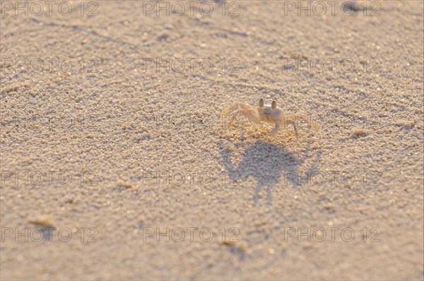 Horned Ghost Crab