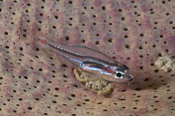 Red-spotted cardinalfish