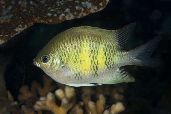 Staghorn Damsel