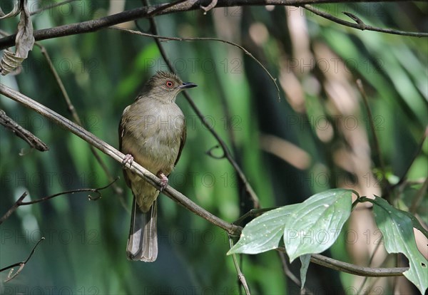 Asian Red-eyed Bulbul