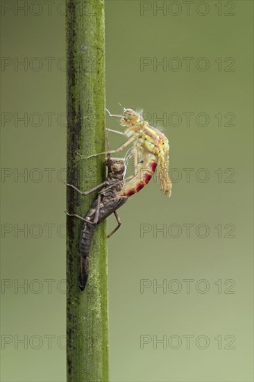 Early damselfly