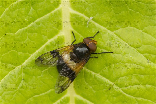 Pellucid Hoverfly