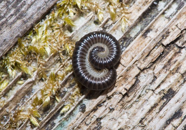 Black Millipede