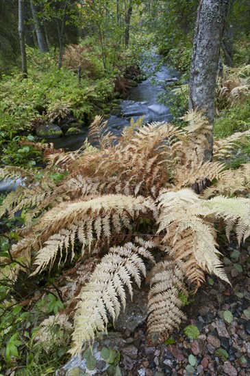 Ostrich Fern