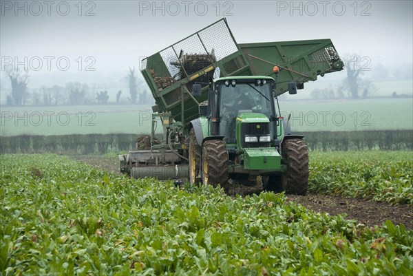 Sugar Beet