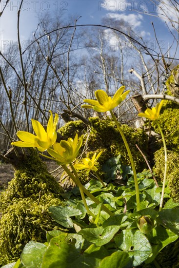 Flowering lesser celandine