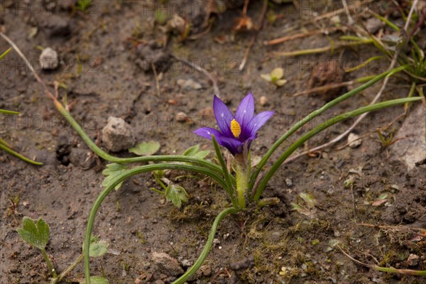 Sand-crocus