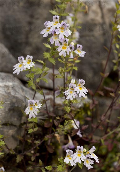 Large-flowered sticky eyebright